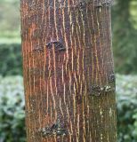 Acer cappadocicum. Часть ствола молодого дерева ('Rubrum'). Нидерланды, г. Venlo, \"Floriada 2012\". 11.09.2012.