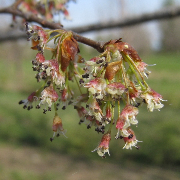 Изображение особи Ulmus laevis.