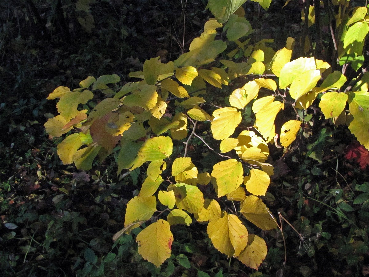 Изображение особи Hamamelis japonica.