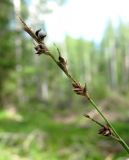 Carex brunnescens