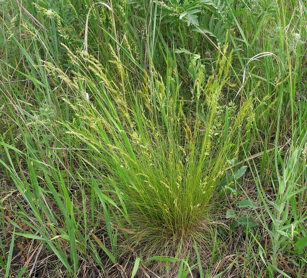 Image of genus Festuca specimen.