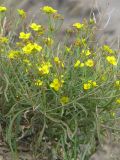 Diplotaxis tenuifolia