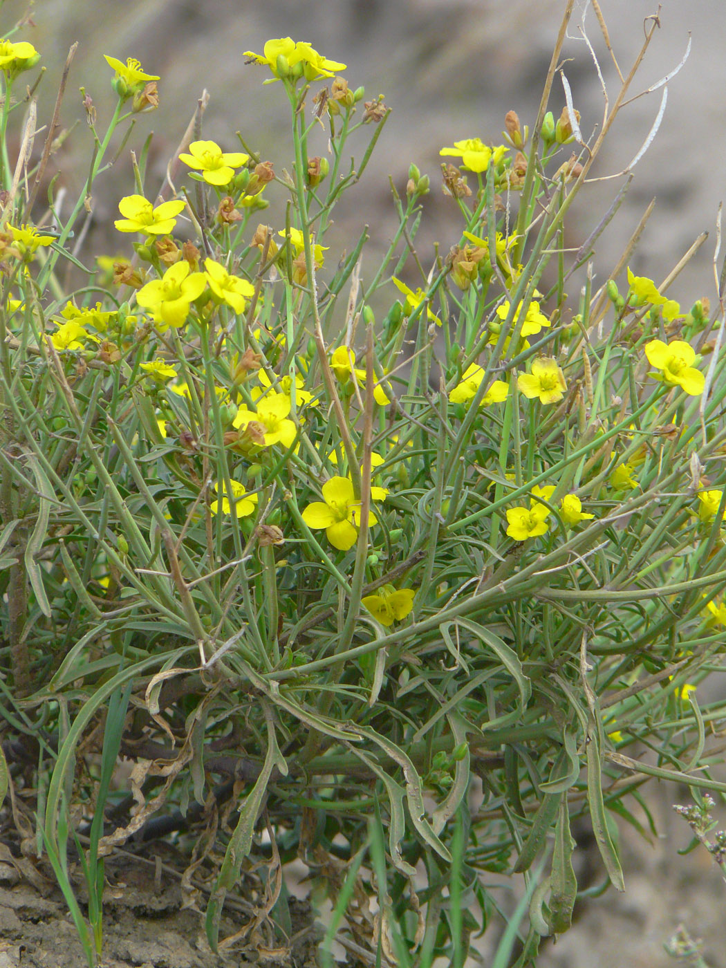 Изображение особи Diplotaxis tenuifolia.