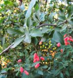 род Berberis
