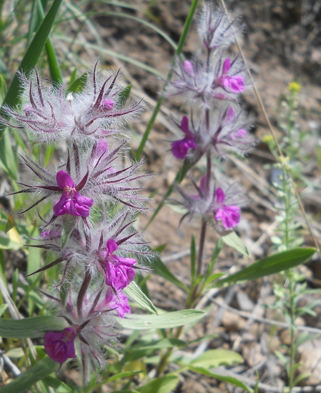 Изображение особи Stachys lavandulifolia.