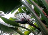 Strelitzia nicolai