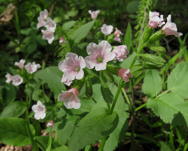 Изображение особи Pulmonaria obscura.