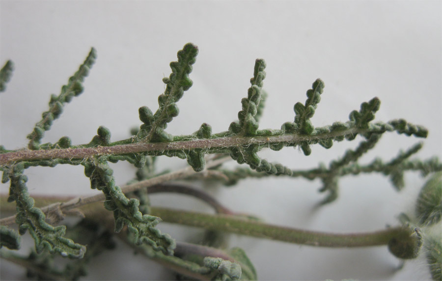 Изображение особи Salvia lanigera.