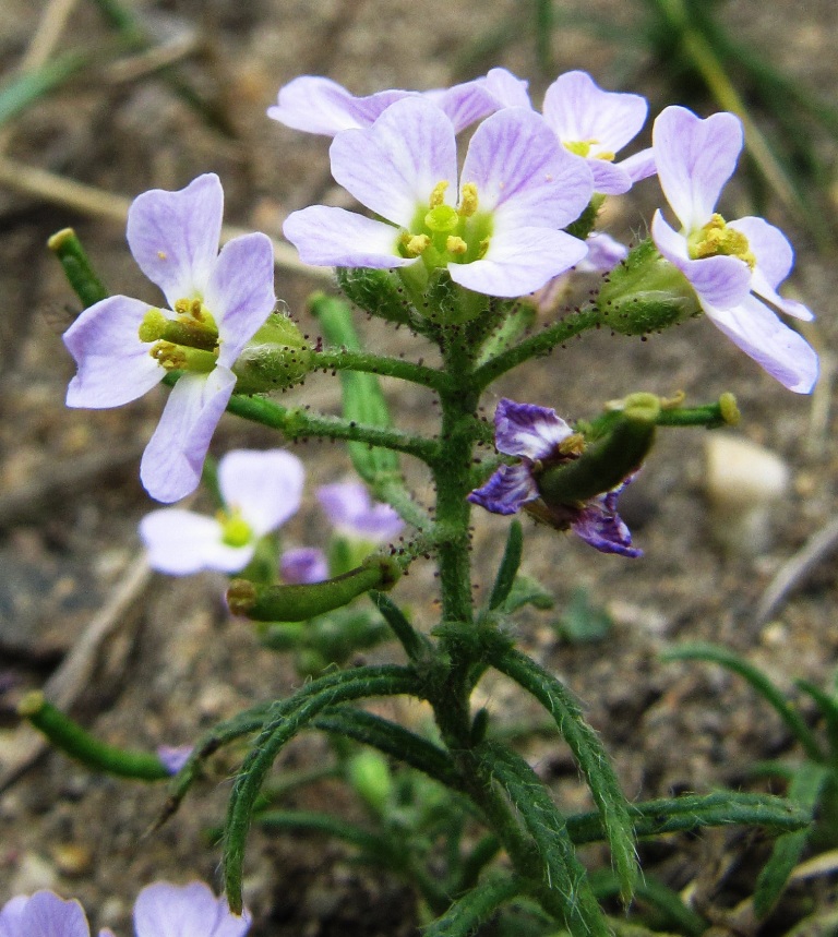 Image of Dontostemon integrifolius specimen.