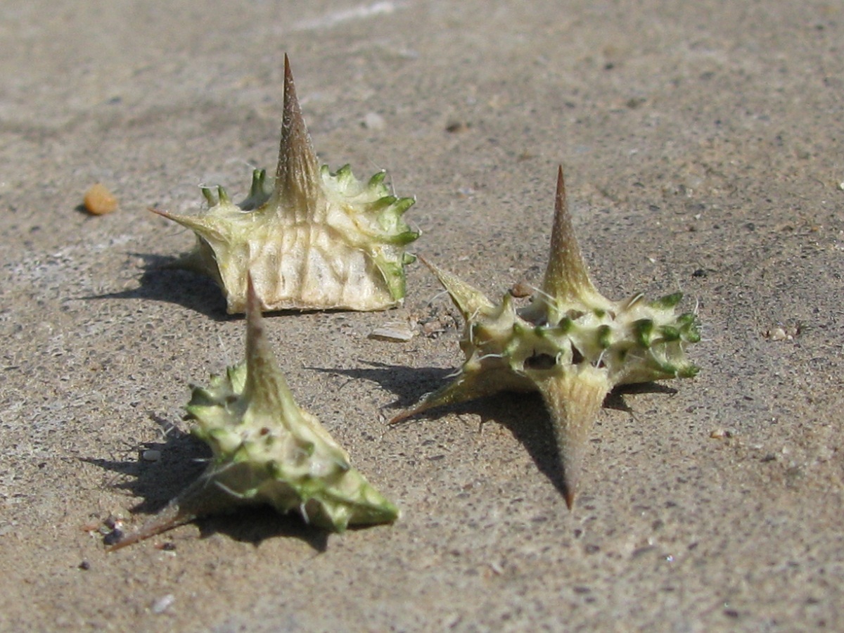 Изображение особи Tribulus terrestris.