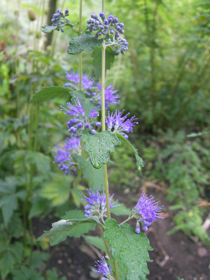 Изображение особи Caryopteris incana.