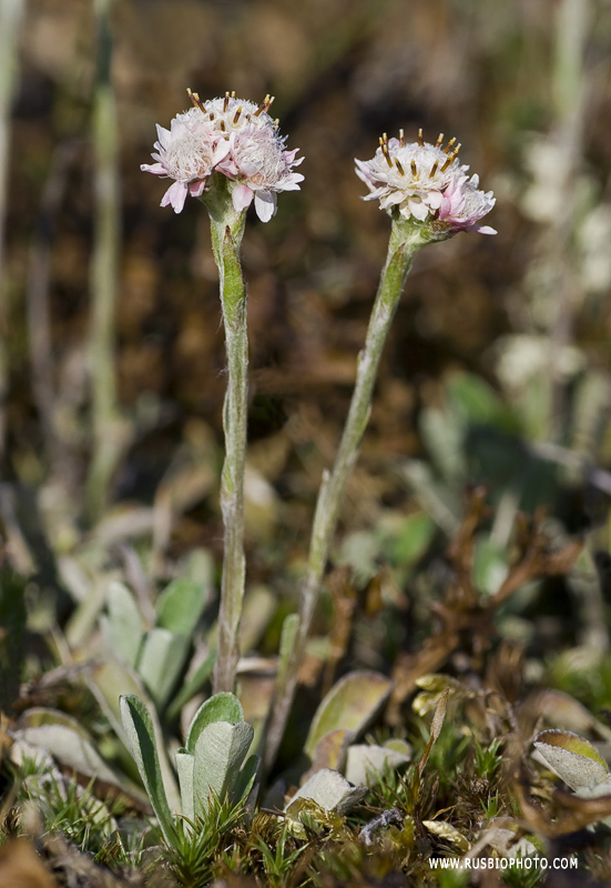 Изображение особи Antennaria dioica.