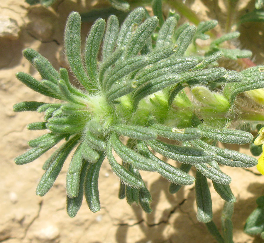 Image of Ajuga chia specimen.