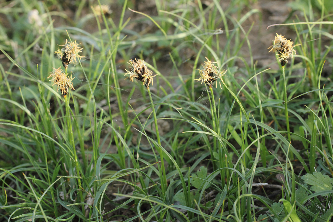 Изображение особи Carex pachystylis.