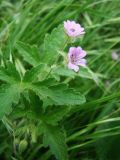 Geranium divaricatum