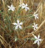 Dianthus monadelphus