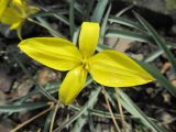 Tulipa australis. Аномальный цветок. Южный берег Крыма, гора Аю-Даг. 24.04.2013.
