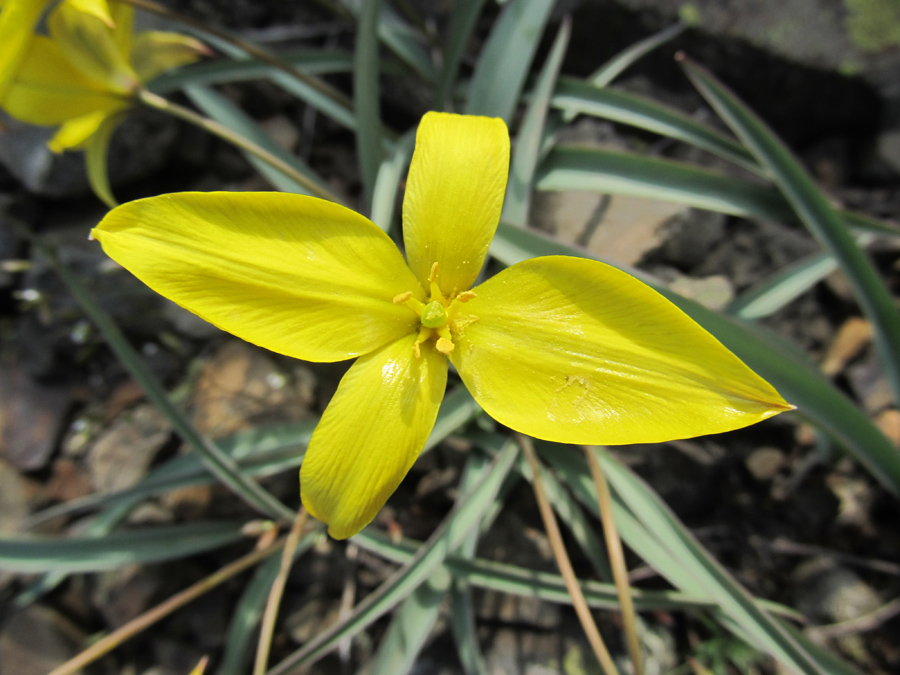 Image of Tulipa australis specimen.