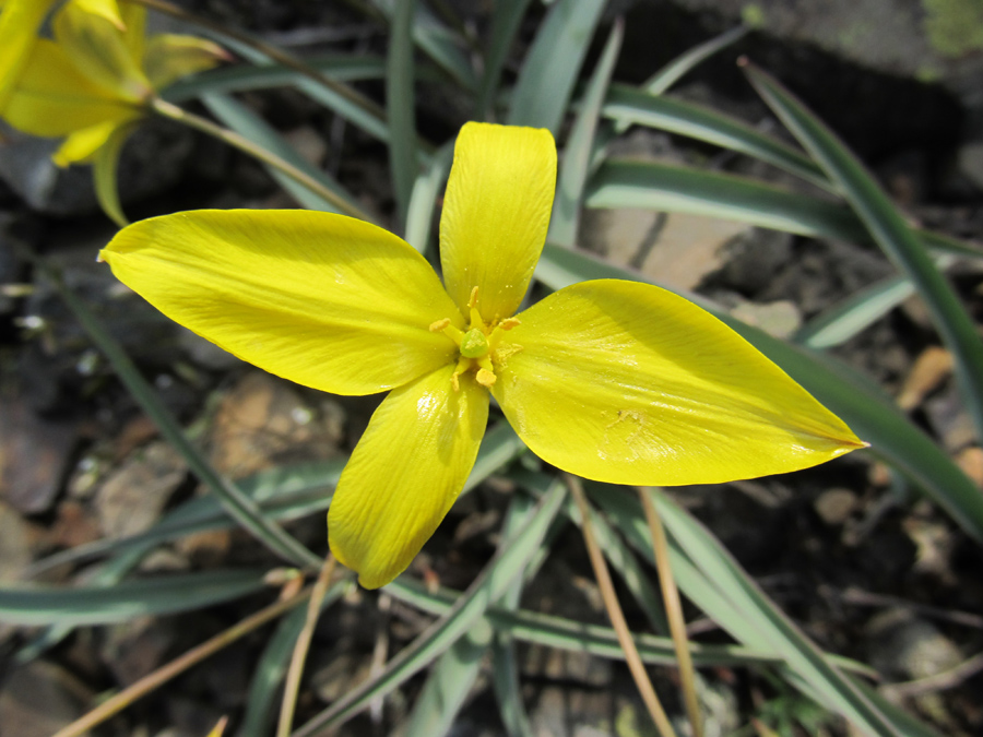 Изображение особи Tulipa australis.