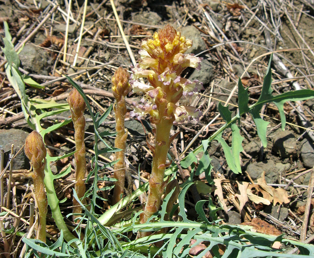 Изображение особи Orobanche grenieri.