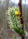 Salix gmelinii