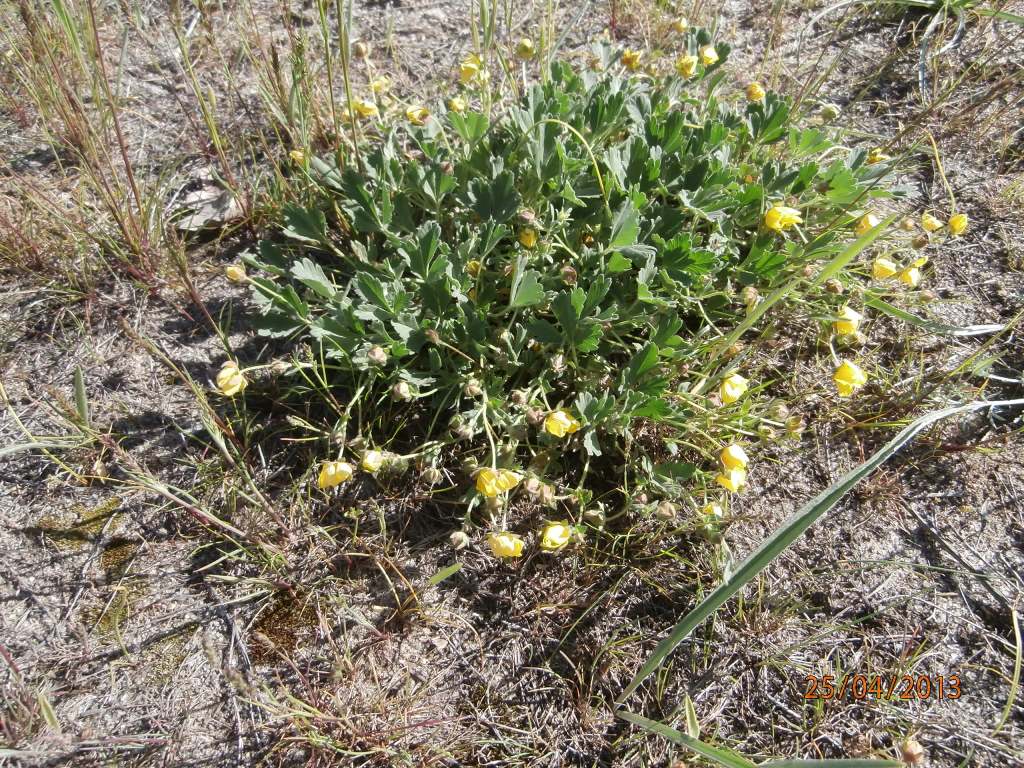 Image of Potentilla incana specimen.