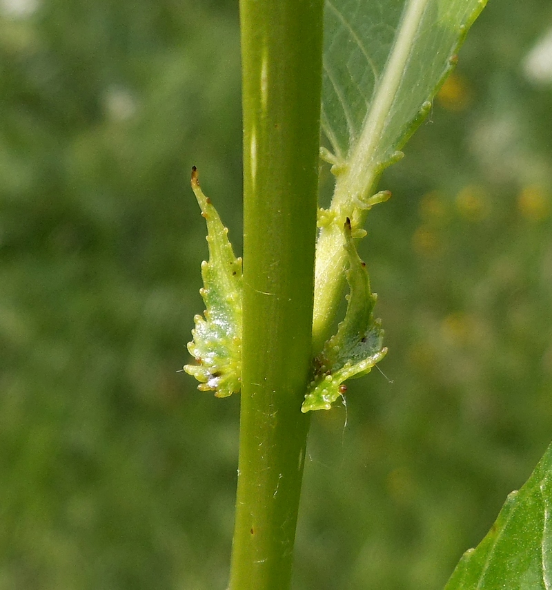 Изображение особи Salix &times; meyeriana.