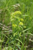 Euphorbia esula