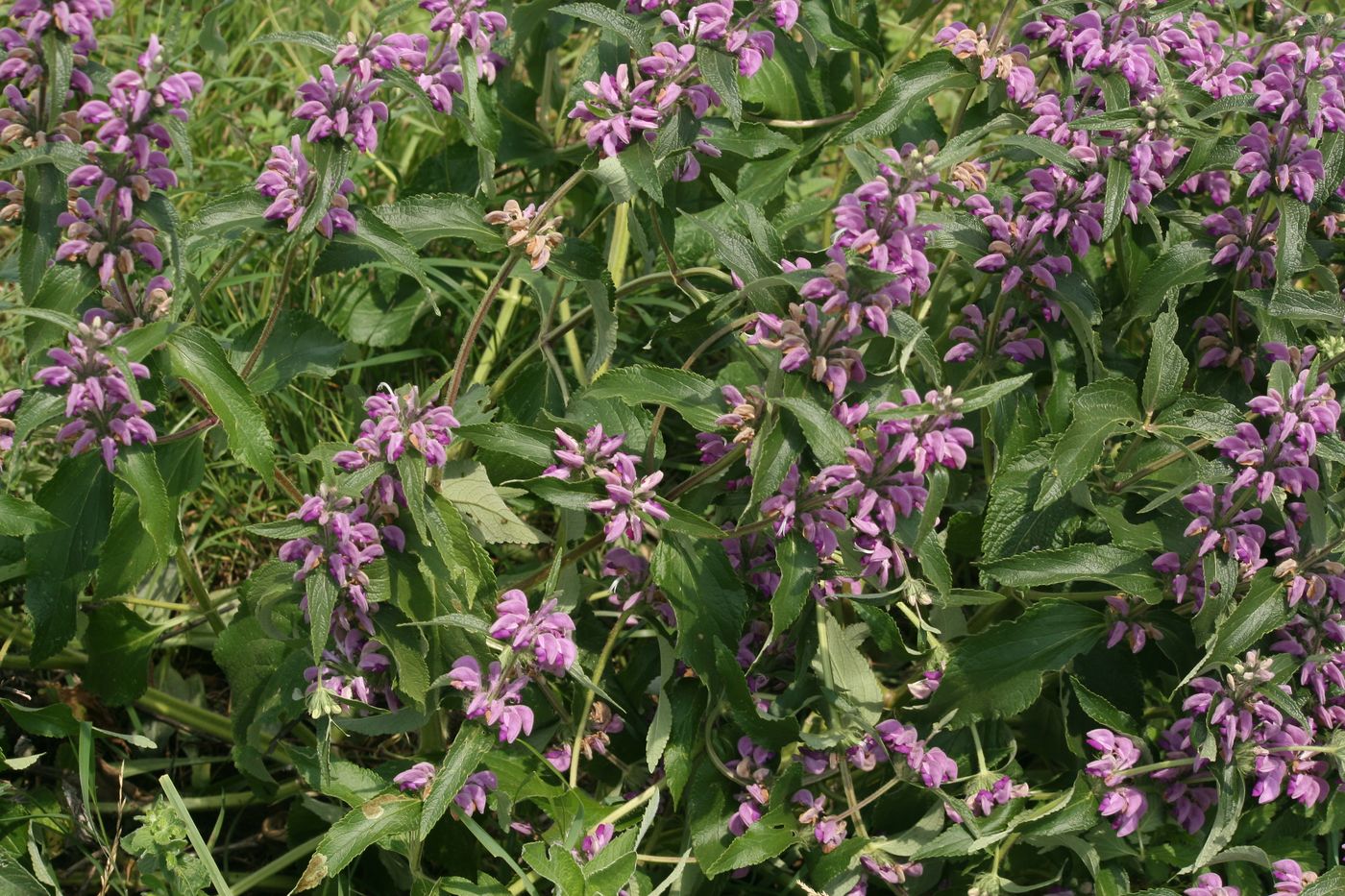 Image of Phlomis majkopensis specimen.