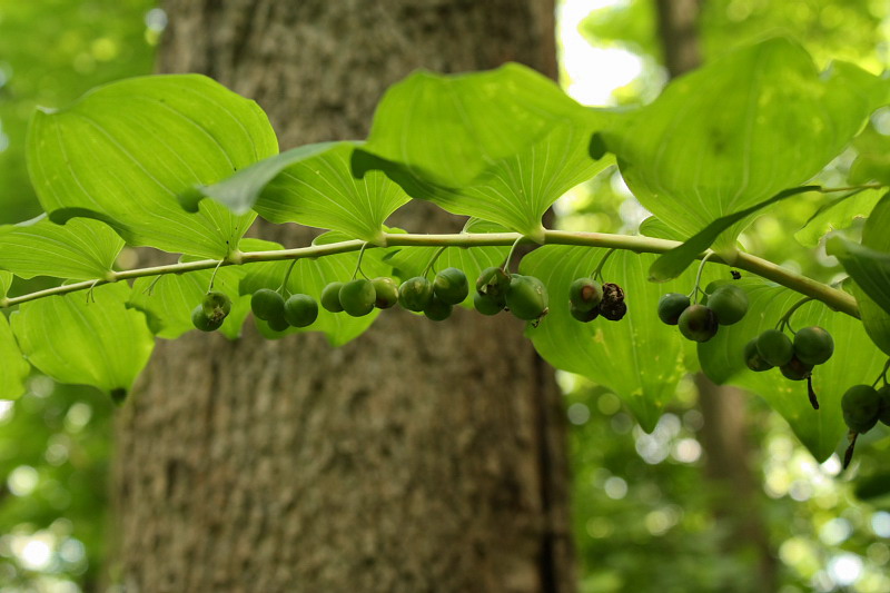 Изображение особи Polygonatum multiflorum.