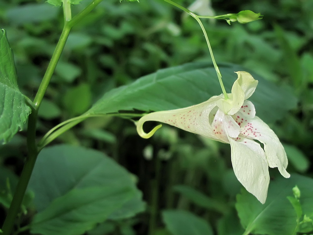 Image of genus Impatiens specimen.