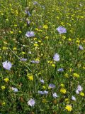 Cichorium intybus