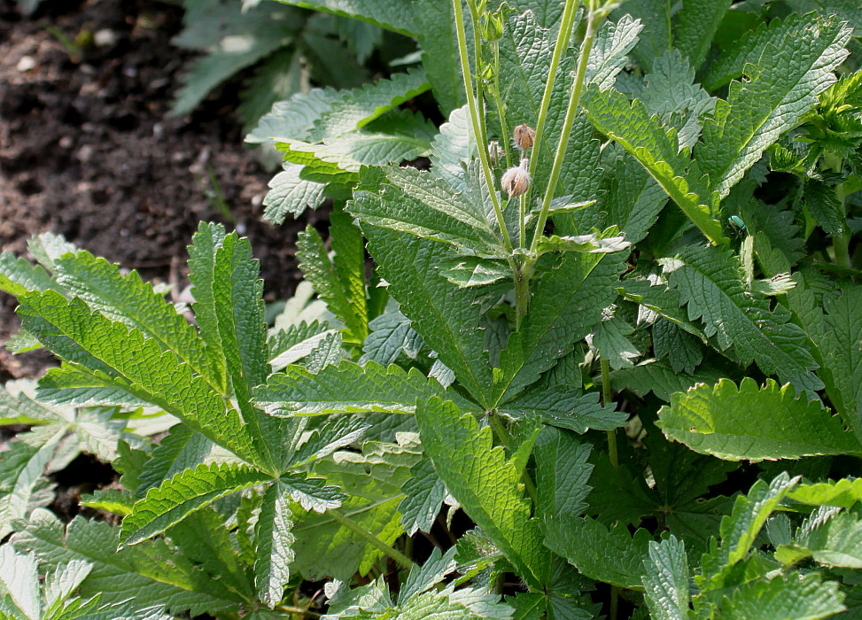 Изображение особи Potentilla verna.