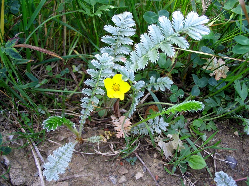 Image of Potentilla anserina specimen.