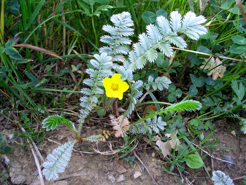 Изображение особи Potentilla anserina.