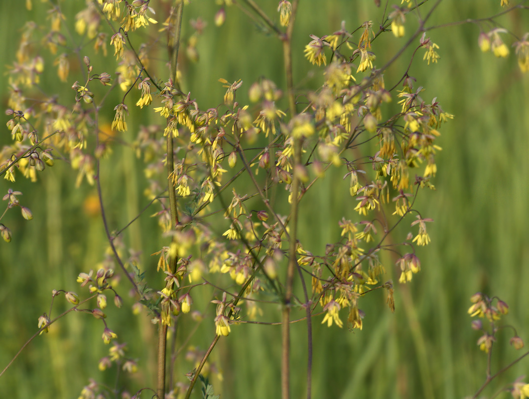 Image of Thalictrum minus specimen.