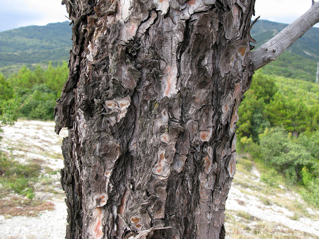 Изображение особи Pinus pityusa.