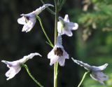 Delphinium elatum. Цветки бледноцветкового растения. Архангельская обл., Красноборский р-н, ельник травяной в пойме реки Сётра. 09.08.2013.