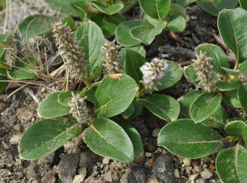 Image of genus Salix specimen.