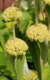 Phlomis russeliana