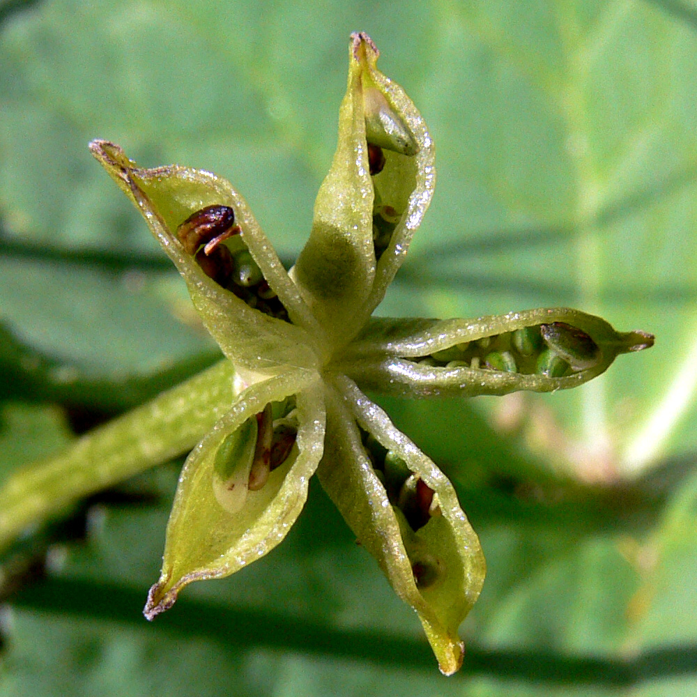 Изображение особи Caltha palustris.