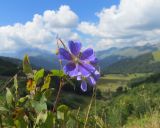 Geranium gymnocaulon