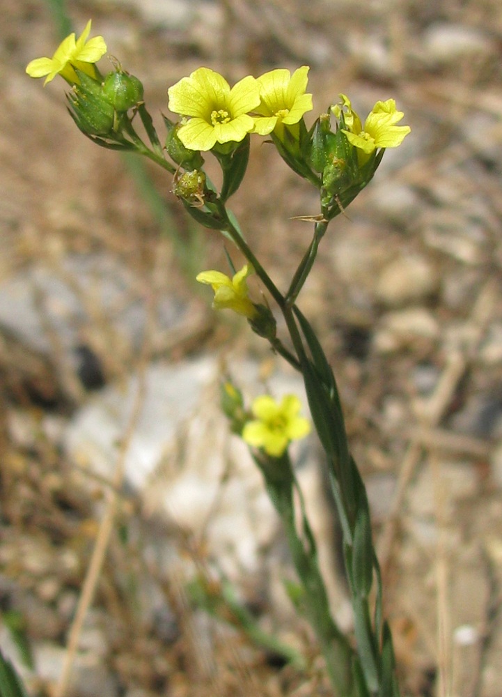 Изображение особи Linum corymbulosum.