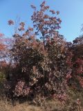 Cotinus coggygria. Дерево в осенней расцветке. Украина, г. Запорожье, край балки возле с. Малышевка. 09.10.2013.