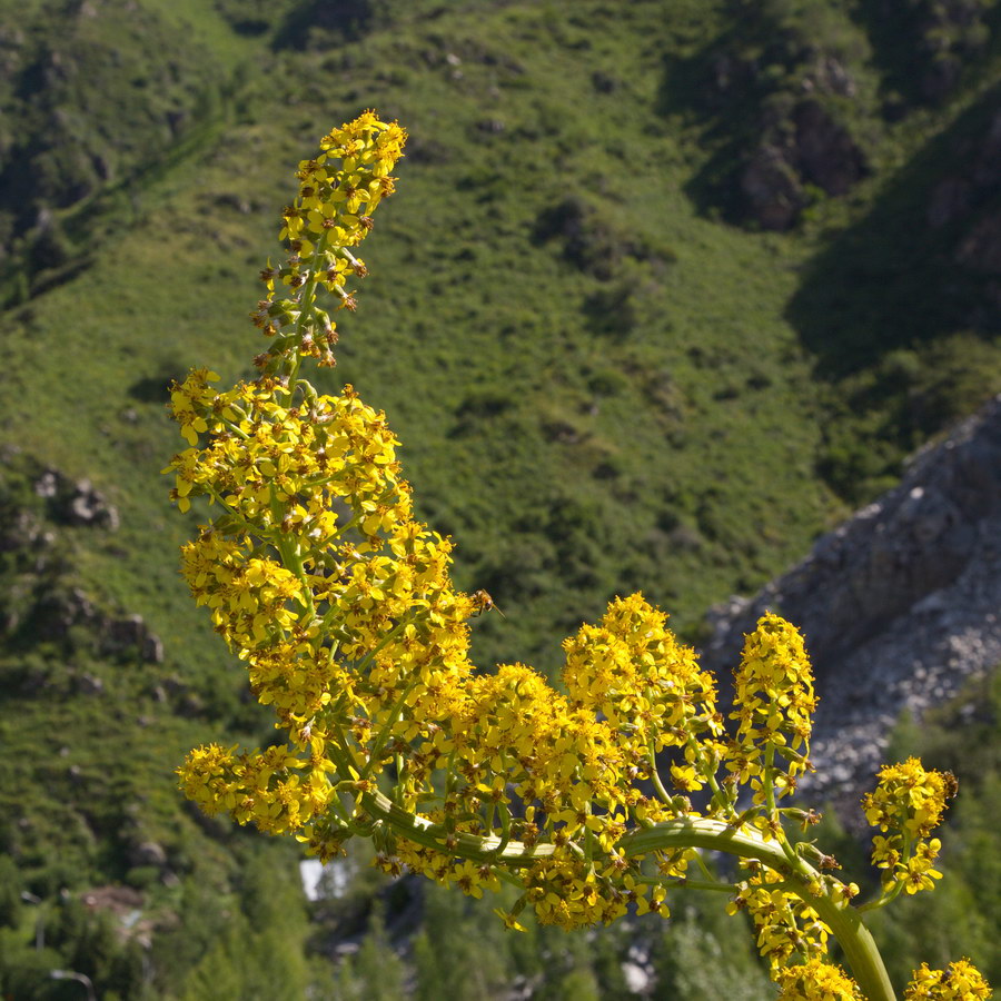 Изображение особи Ligularia heterophylla.