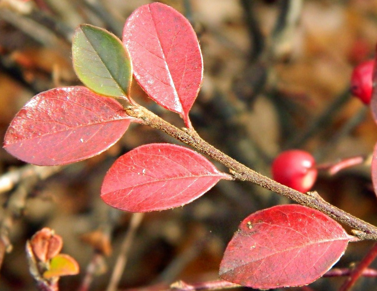 Изображение особи род Cotoneaster.