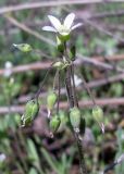 Holosteum umbellatum