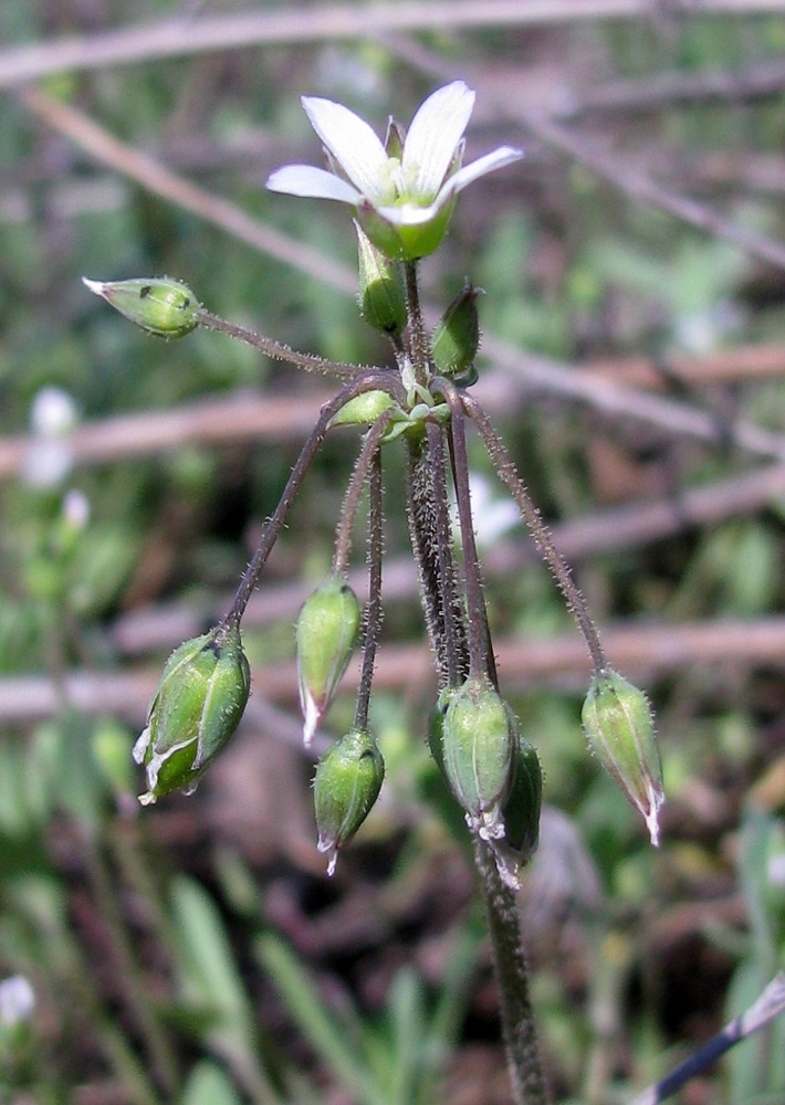 Изображение особи Holosteum umbellatum.