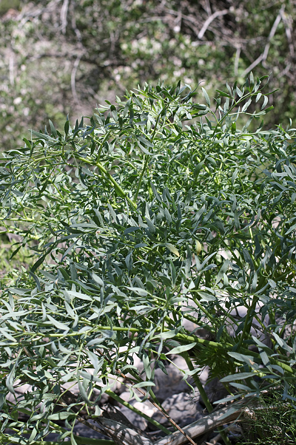 Изображение особи Ferula penninervis.