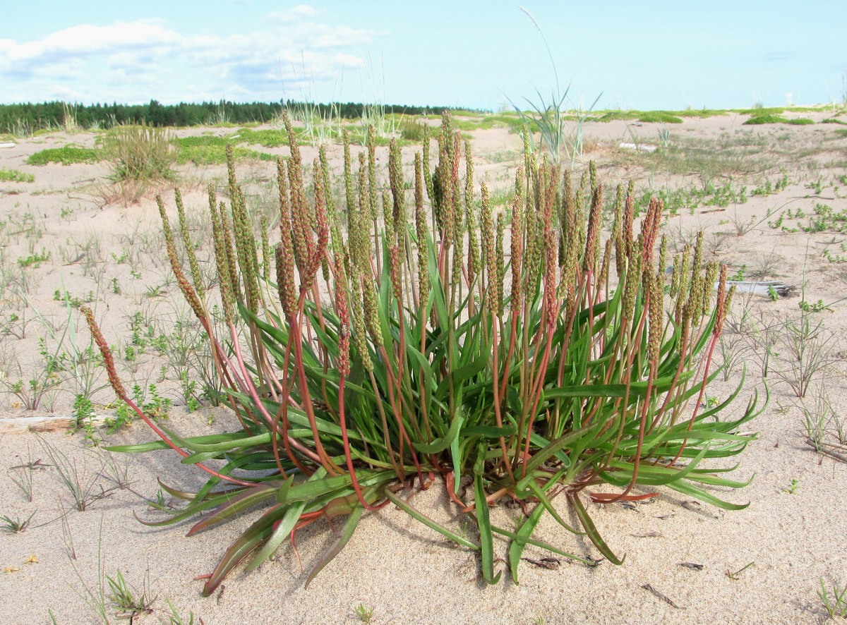 Image of Plantago maritima specimen.